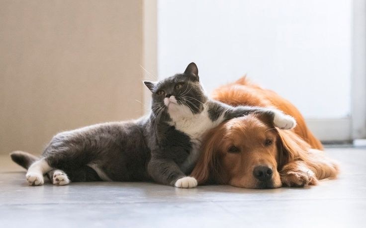 Hansı it cinsləri pişiklərlə yaxşı yola gedir?